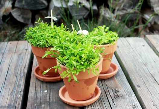 tips-membuat-taman-dengan-lahan-terbatas